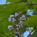Catalpa erubescens 'Purpurea' - 1