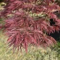 Acer palmatum 'Garnet' - 3