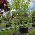 Liriodendron tulipifera - Foto 1