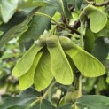 Arbutus unedo - Foto 2