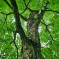 Gymnocladus dioica - 1