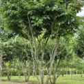 Parrotia persica - 3
