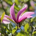 Magnolia liliiflora 'Nigra' - bloem