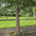 Sequoiadendron giganteum - 3