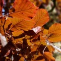 Fagus sylvatica 'Atropunicea' - impressie kleurnuances rode of bruine beuk