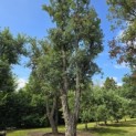 Quercus Suber - 1