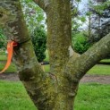 Platanus x hispanica - Afbeelding 3
