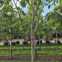 Juglans regia 'Cyril' - Foto 1