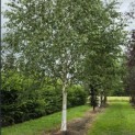 Betulus utilis Doorenbos (Jacquemontii) - juli 2026