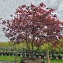 Acer palmatum 'Atropurpureum' - Foto 1