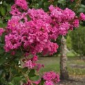 Lagerstroemia indica 'Rosea' - 1