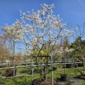 Amelanchier lamarckii - 1