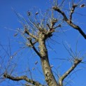 Tilia Tomentosa - 4