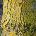Tilia Tomentosa - 5