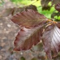 fagus sylvatica 'Atropunicea' - Afbeelding 4