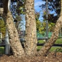 Quercus Suber - Foto 4