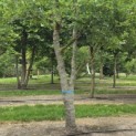 Quercus robur - 2