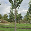 Prunus 'Sunset Boulevard' - Foto 5