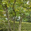 Parrotia persica - 3