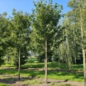 Prunus avium 'Regina' - Foto 4