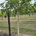 Juglans regia 'Axel' - 4