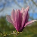 Magnolia 'Betty' - 1