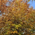 Fagus sylvatica 'Atropunicea' - 6
