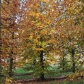 Fagus sylvatica 'Atropunicea' - november 2025