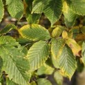Carpinus betulus 'Frans Fontaine'   (Fastigiata) - impressie blad voorfase herfst