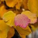 Parrotia persica - impressie mooie herfstkleuren