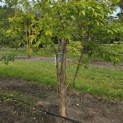 Acer Triflorum - Foto 1