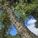Quercus suber - 6