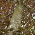 Fagus sylvatica 'Atropunicea' - 3