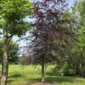 Fagus sylvatica 'Atropunicea' - 4