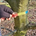 Carpinus betulus - 1