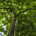 Ulmus 'Camperdownii' - Foto 3