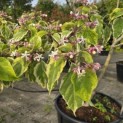 Clerodendrum trichotomum 'Variegatum' - 2