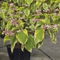 Clerodendrum trichotomum 'Variegatum' - 3