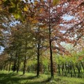 Fagus sylvatica 'Atropunicea' - 1
