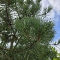 Pinus nigra subsp. Nigra - 3