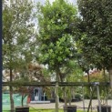 Quercus ilex - Foto 6