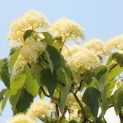 Cornus controversa - 6