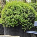 Osmanthus x Burkwoodii - Foto 3