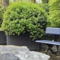 Osmanthus x Burkwoodii - Foto 2