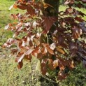 Fagus sylvatica 'Atropunicea' - 4