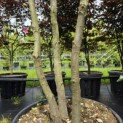 Quercus ilex - 4