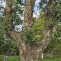Quercus Suber - Foto 1