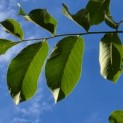 Juglans regia 'Lange van Lod' - Foto 1