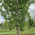 Prunus 'Sunset Boulevard' - Foto 2