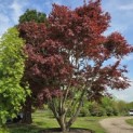 Acer palmatum 'Atropurpureum' - Foto 3